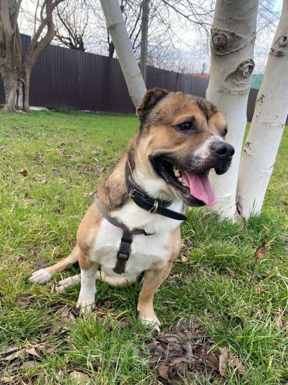 Собаки в Краснодаре: Барни ищет семью Мальчик, 10 руб. - фото 5