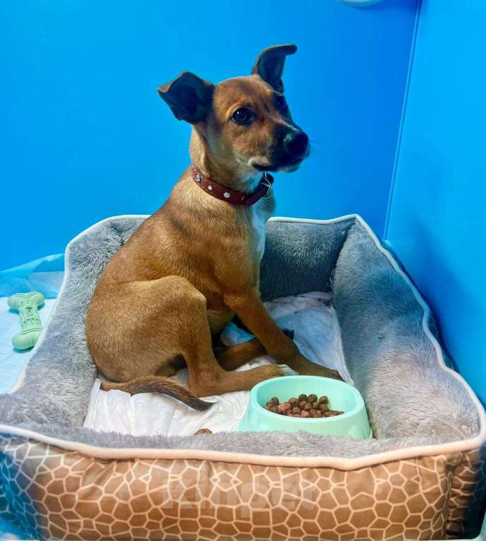 Собаки в Ростове-на-Дону: Тим подарит тебе любовь❤️ Мальчик, Бесплатно - фото 4