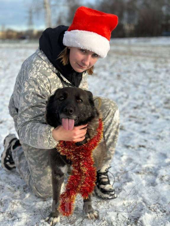 Собаки в Москве: Келли Девочка, Бесплатно - фото 5