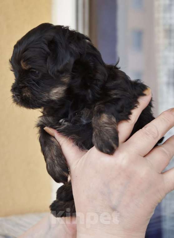 Собаки в Санкт-Петербурге: Щенки мальтипу F-1. разных окрасов. Разнополые, Бесплатно - фото 5