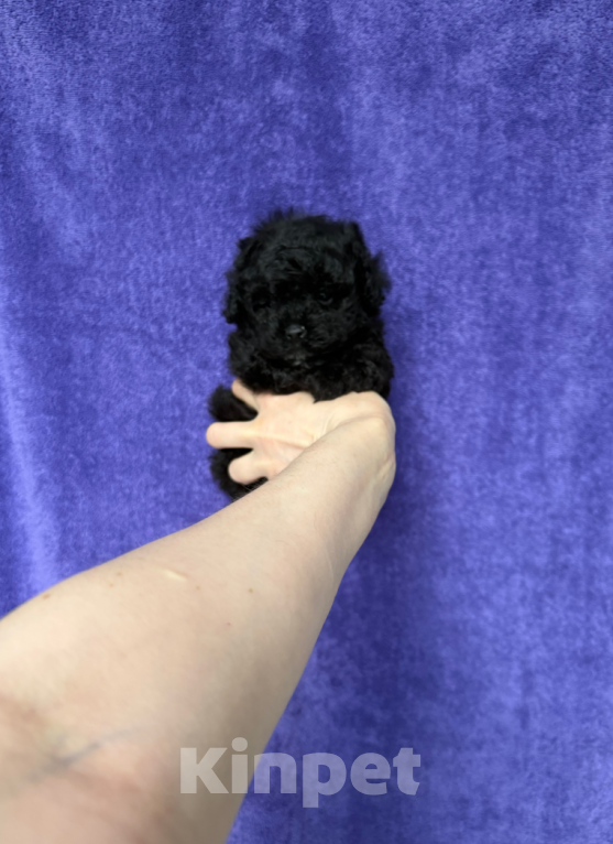 Собаки в Москве: Девочка Мальчик, 40 000 руб. - фото 1