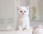 Кошки в Новосибирске: Британский котенок Мальчик, Бесплатно - фото 5