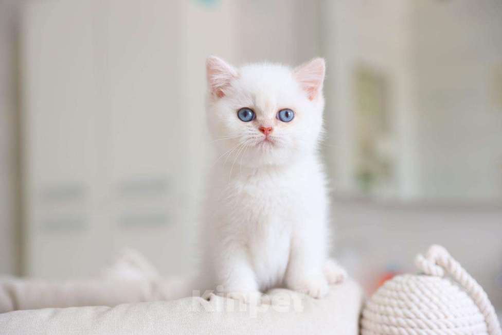 Кошки в Новосибирске: Британский котенок Мальчик, Бесплатно - фото 5