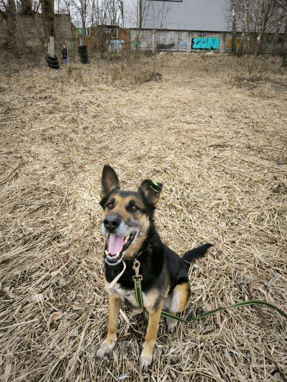 Собаки в Балашихе: Очаровательная Цуна ищет семью Девочка, Бесплатно - фото 4