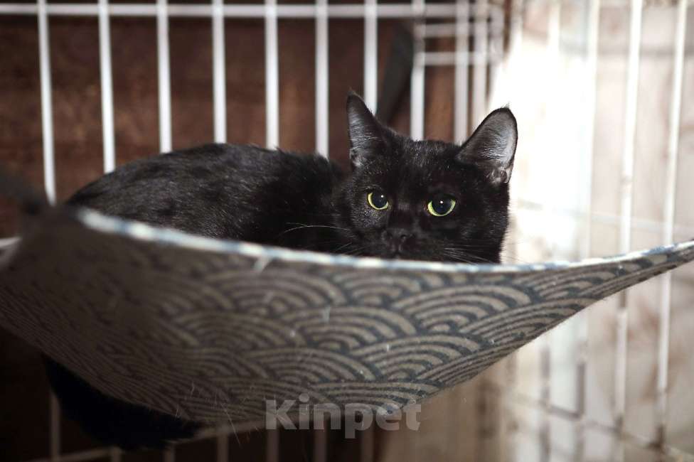 Кошки в Санкт-Петербурге: Кошка Клава Девочка, Бесплатно - фото 2