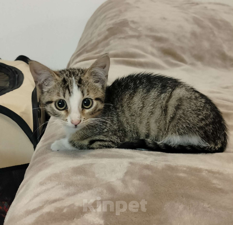 Кошки в Мурином: Отдам котёнка девочку в добрые руки Девочка, Бесплатно - фото 2