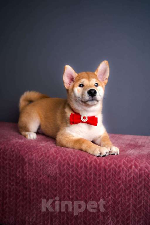 Собаки в Санкт-Петербурге: Малыш Сиба ину Мальчик, 80 000 руб. - фото 2