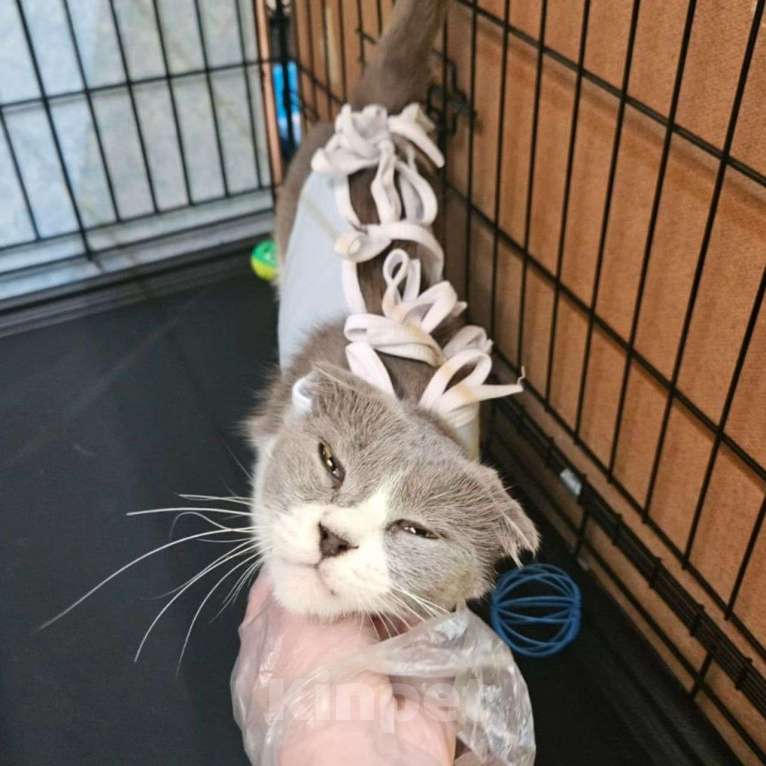 Кошки в Москве: Кошечка Ева грустит в клеточке Девочка, Бесплатно - фото 4