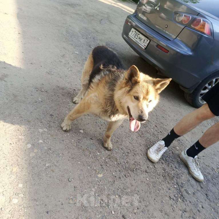 Собаки в Смоленске: Потерялась Собака Мальчик, Бесплатно - фото 4