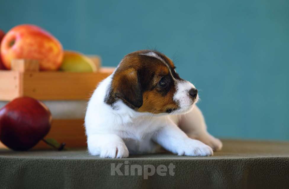 Собаки в Калининграде: Щенок джек рассел терьера Девочка, 60 000 руб. - фото 2