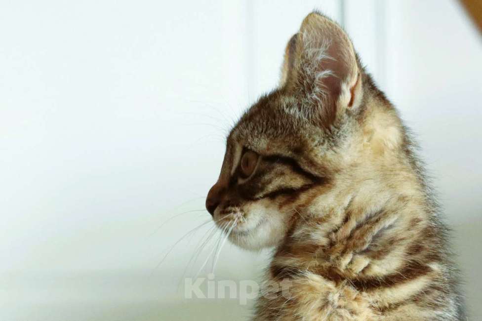 Кошки в Москве: Бесхвостый котёнок Кевин в добрые руки Мальчик, 1 руб. - фото 2