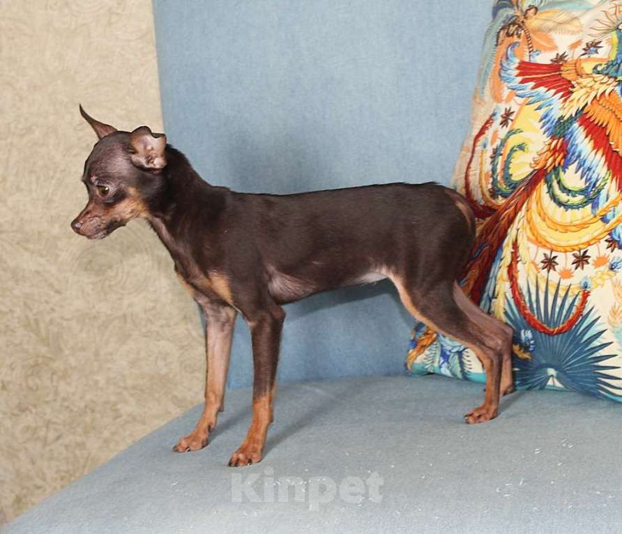 Собаки в Москве: Девочка русский той мини Девочка, 45 000 руб. - фото 4