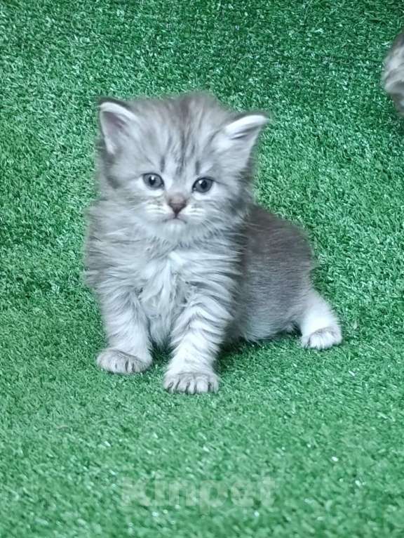 Кошки в Москве: Замечательные шотландские котята Мальчик, Бесплатно - фото 8