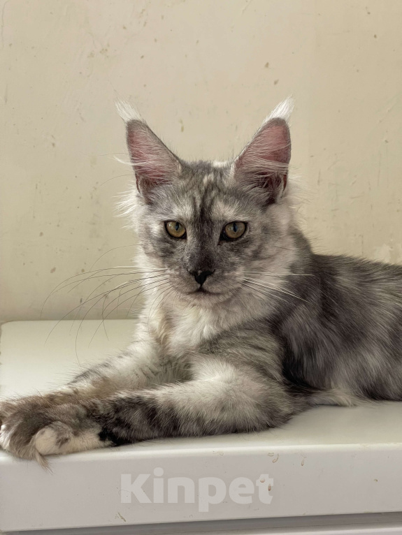 Кошки в Москве: ДЕВЧУШКА НА ВЫДАНЬЕ ИЗ ПИТОМНИКА Девочка, 60 000 руб. - фото 4