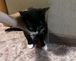 Кошки в Находке: Кошка бесплатно в добрые руки Девочка, Бесплатно - фото 3