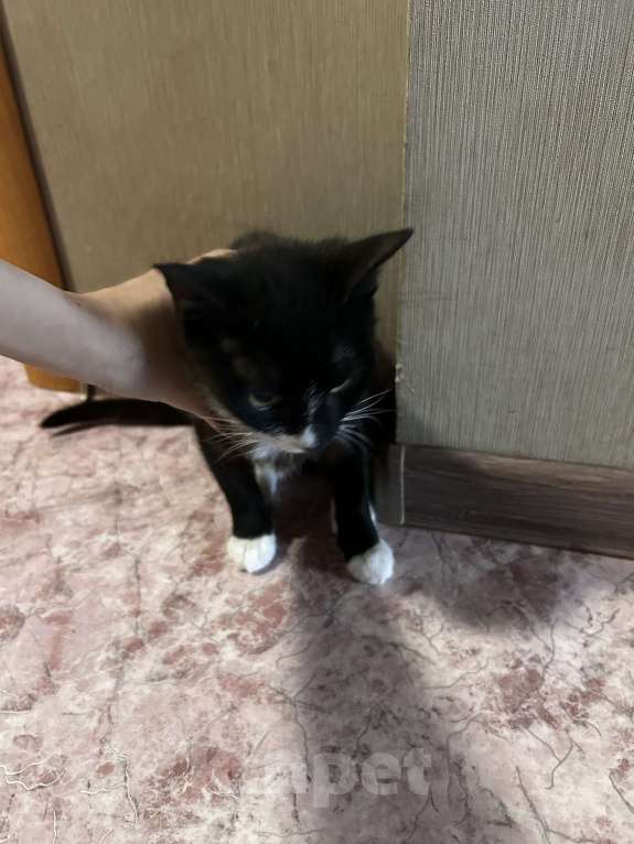Кошки в Находке: Кошка бесплатно в добрые руки Девочка, Бесплатно - фото 3