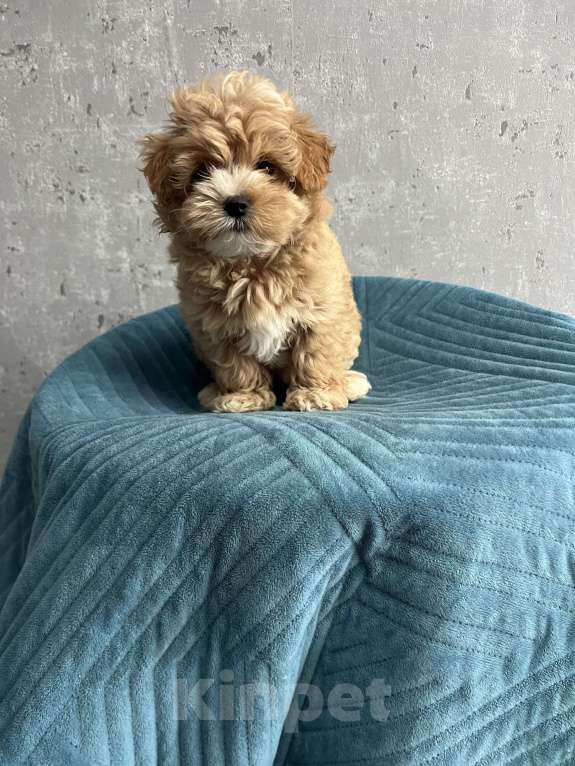 Собаки в Гатчине: Мальтипу Девочка, 80 000 руб. - фото 6