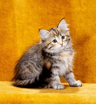 Кошечка Иванка