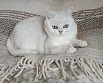 Кошки в Санкт-Петербурге: Британка в добрые руки. Девочка, Бесплатно - фото 3