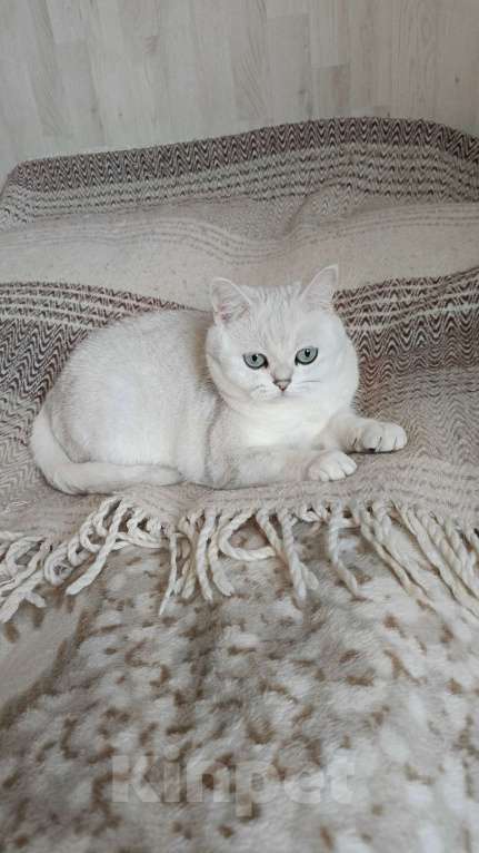 Кошки в Санкт-Петербурге: Британка в добрые руки. Девочка, Бесплатно - фото 3