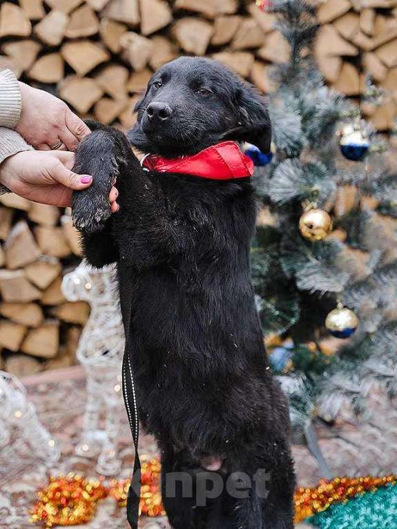 Собаки в Москве: Ищет дом очаровательный щенок-подросток Мишутка Мальчик, Бесплатно - фото 9