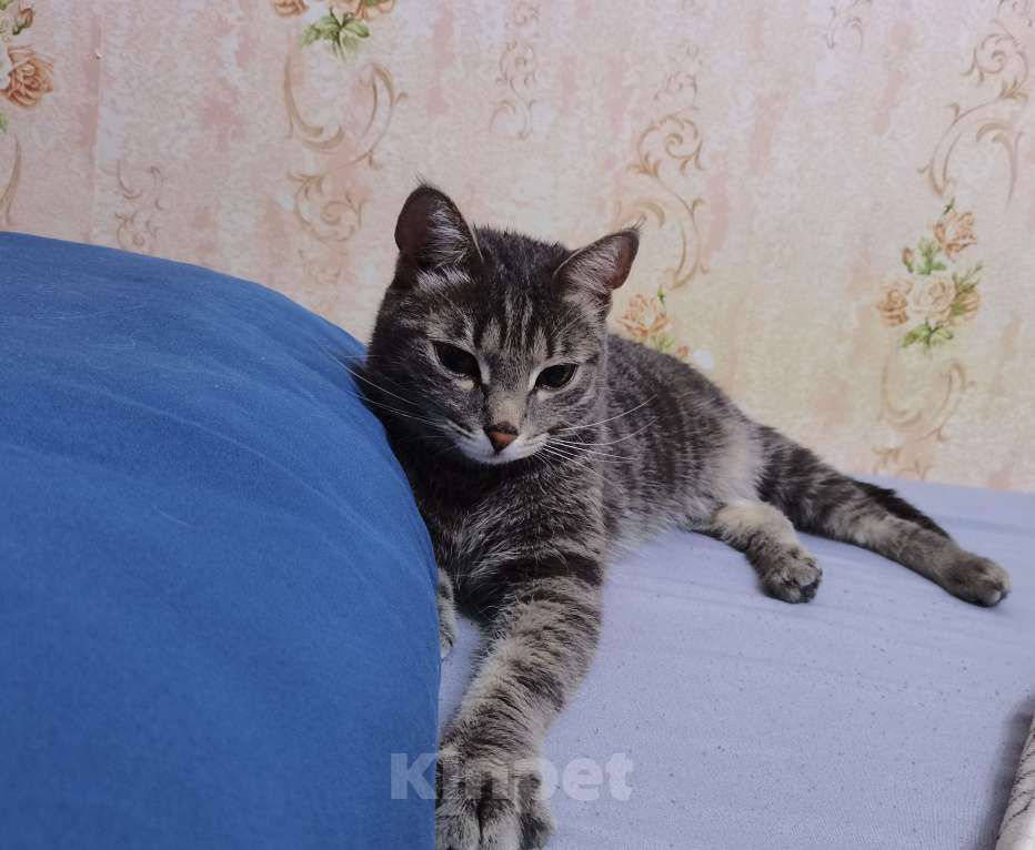 Кошки в Хабаровске: Отдам кошку в добрые руки Девочка, Бесплатно - фото 3