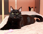 Кошки в Москве: Красавец Казимир. Черный кот в добрые руки. Мальчик, Бесплатно - фото 1