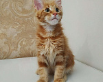 Кошки в Ливны: Мейн Кун котята, 40 000 руб. - фото 3