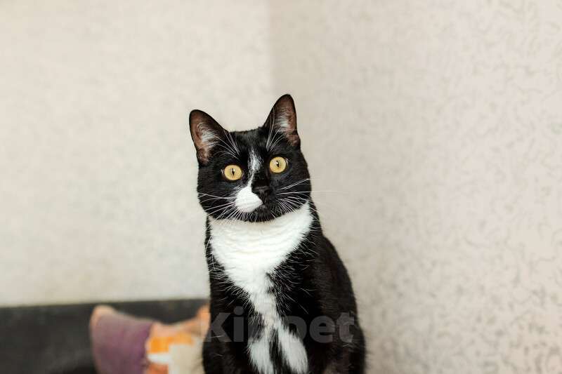 Кошки в Москве: Роскошный маркизный кот Тоша в добрые руки Мальчик, Бесплатно - фото 4