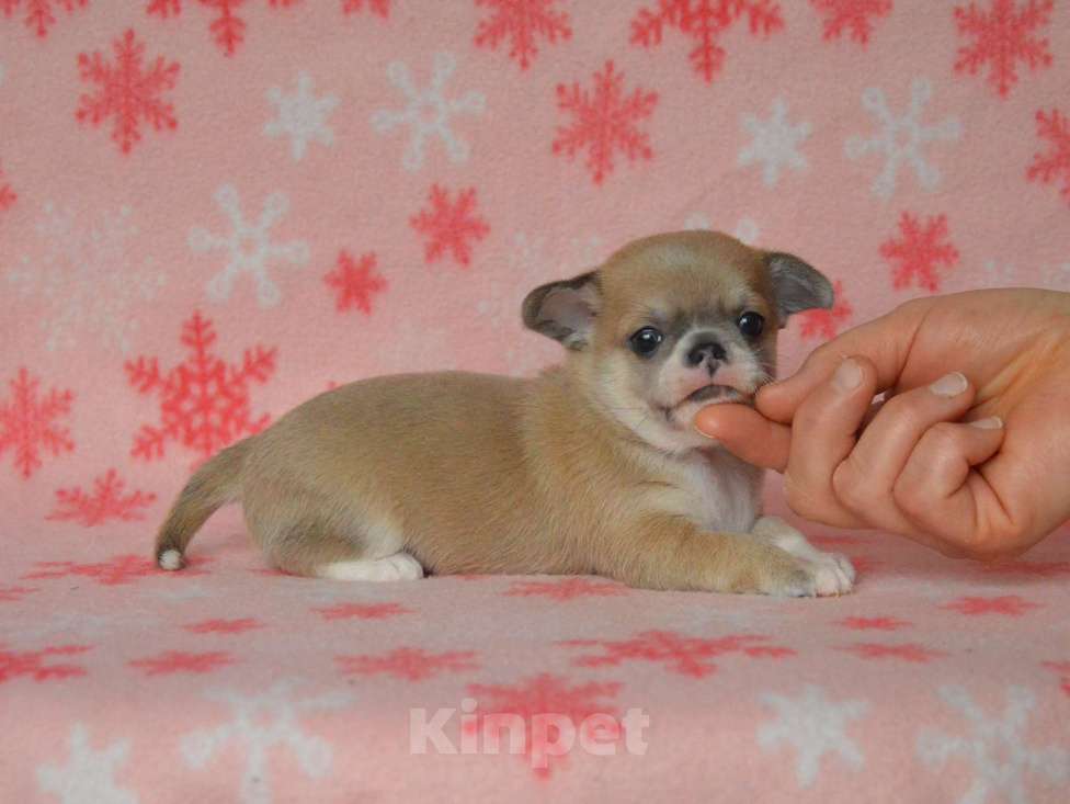 Собаки в Москве: голубопалевый красавчик Мальчик, Бесплатно - фото 1