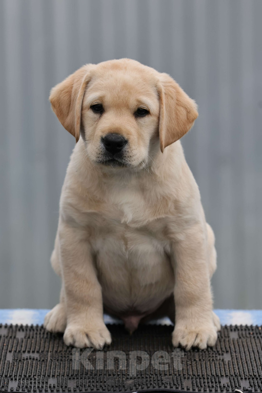 Собаки в Калуге: Палевый мальчик лабрадора высокого качества из питомника РКФ/FCI Мальчик, Бесплатно - фото 1