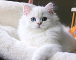 Кошки в Москве: Роскошный серебристый мальчик с синими глазами Мальчик, 60 000 руб. - фото 2