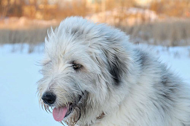 Южнорусская овчарка