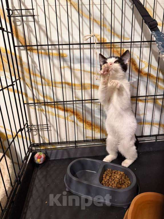 Кошки в Москве: котенок Сирена ищет дом Девочка, Бесплатно - фото 6