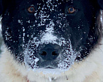 Собаки в Москве: Умница-красавица Полина! Отличная собака для загородного дома Девочка, Бесплатно - фото 4