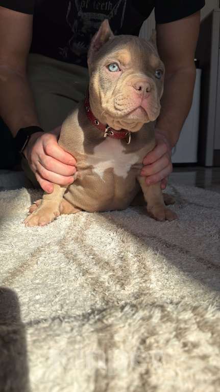 Собаки в Сочи: Девочка триколор Девочка, Бесплатно - фото 3