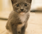 Кошки в Москве: Котятки 2 месяца Разнополые, Бесплатно - фото 2