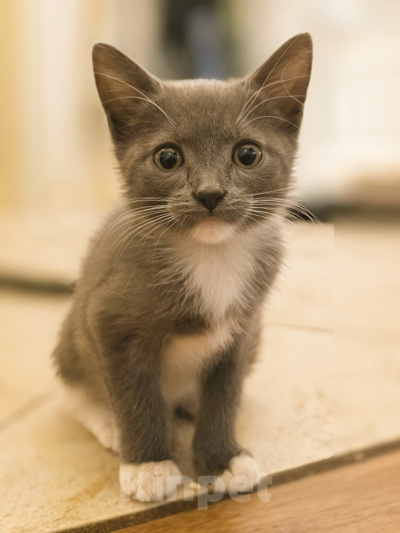 Кошки в Москве: Котятки 2 месяца Разнополые, Бесплатно - фото 2