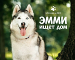Собаки в Москве: Москва и МО / Эмми ищет дом Девочка, Бесплатно - фото 1