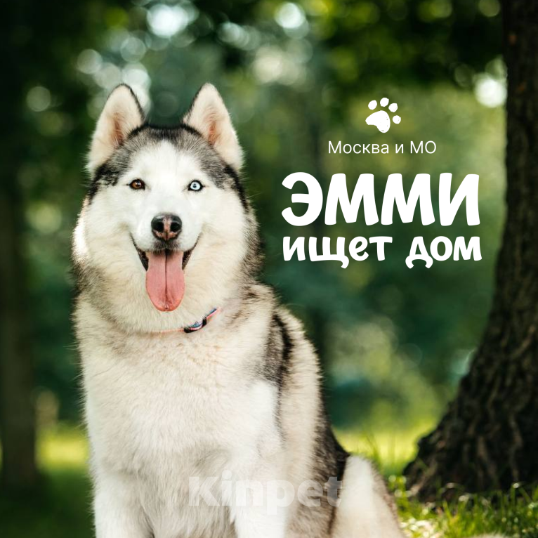 Собаки в Москве: Москва и МО / Эмми ищет дом Девочка, Бесплатно - фото 1