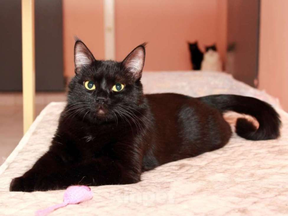 Кошки в Москве: Красавец Казимир. Черный кот в добрые руки. Мальчик, Бесплатно - фото 1
