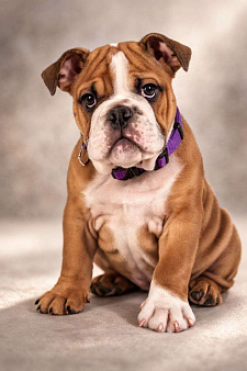 Ждем своего человека 🐾