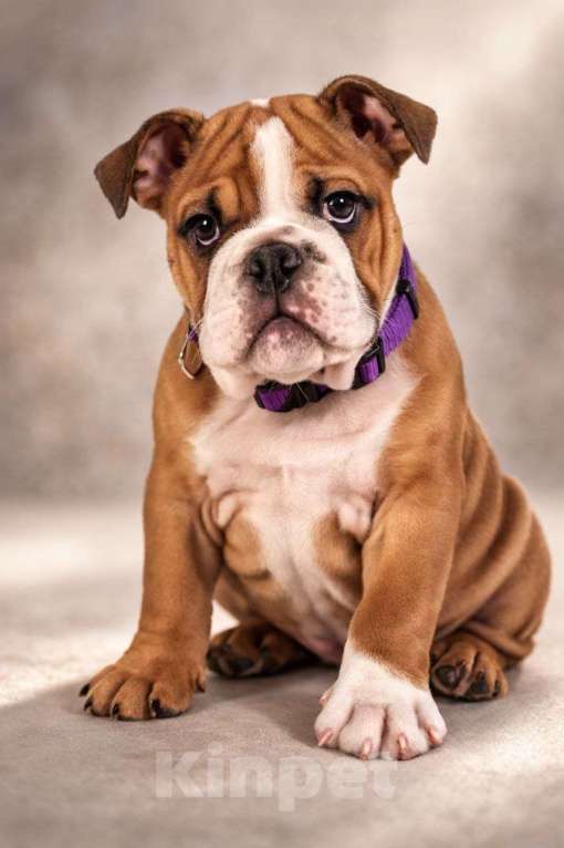 Собаки в Волгограде: Ждем своего человека 🐾 Мальчик, 65 000 руб. - фото 1