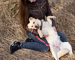 Собаки в Москве: Миниатюрная очаровательная блондинка (10 кг) Девочка, Бесплатно - фото 3