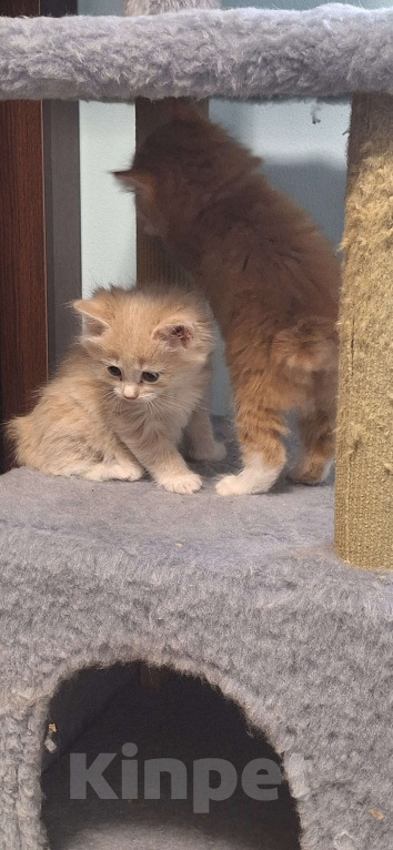 Кошки в Краснодаре: Курбобики Мальчик, Бесплатно - фото 4