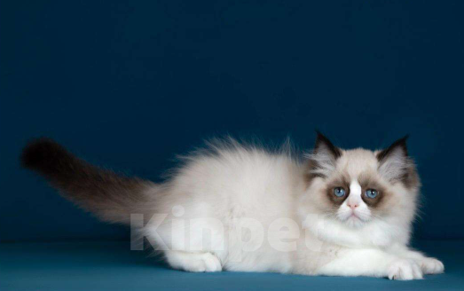 Кошки в Москве: Рэгдолл котята  Девочка, Бесплатно - фото 7