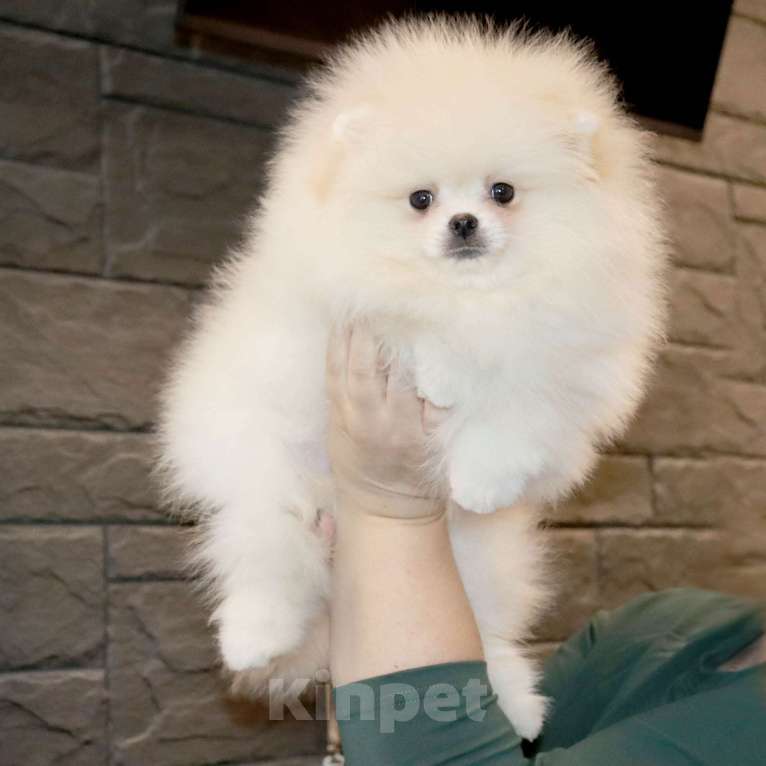 Собаки в Москве: Элитный мальчик Померанского ШПИЦА Мальчик, 75 000 руб. - фото 1