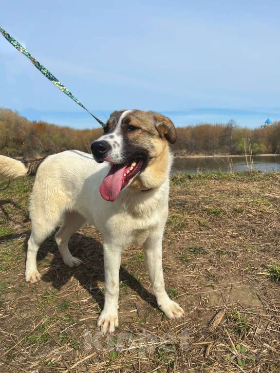 Собаки в Москве: Добряк Веник Мальчик, Бесплатно - фото 2