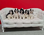 Собаки в Тамбове: щенки Американского кокер спаниеля, мальчики Мальчик, 40 000 руб. - фото 1
