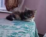 Кошки в Барнауле: Котята в добрые руки Девочка, Бесплатно - фото 2